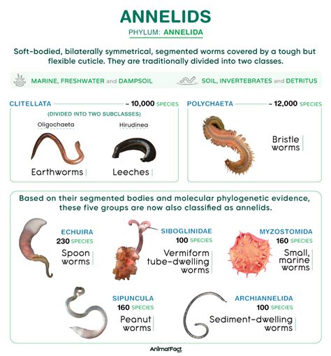 how are mollusks similar to annelids
